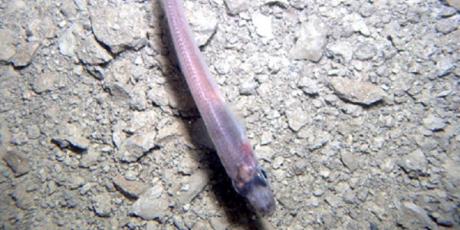 Ikan ditemukan di bawah lapisan es Antartika setebal 740 meter.