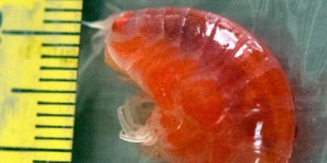 Selain ikan, ilmuwan juga menemukan Amphiphoda, jenis udangan-udangan, di laut dalam Antartika yang tertutup es setebal 740 meter.